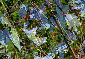 Fotomontage de hojas y ramas