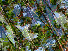 Fotomontage de hojas y ramas Fotomontage de hojas y ramas